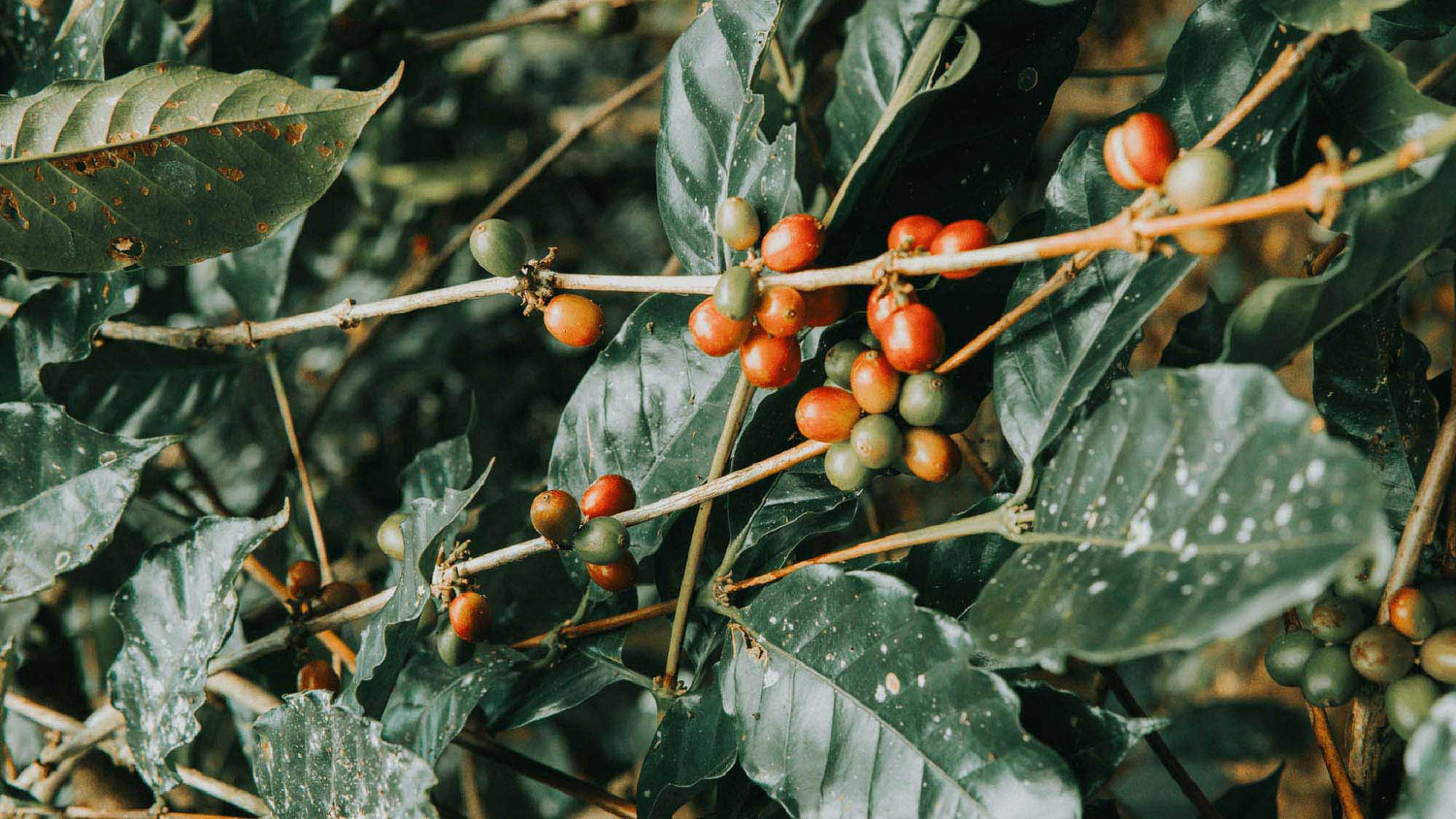 green coffee tree with cherries