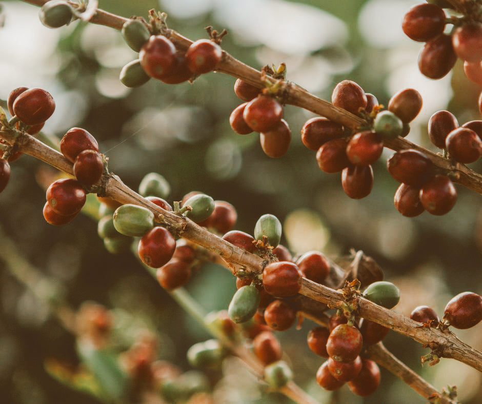 coffee cherries in subscription